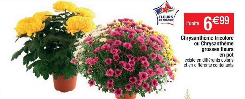 chrysanthème tricolore ou chrysanthème grosses fleurs en pot