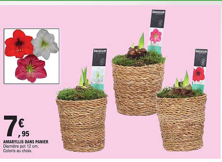 amaryllis dans panier