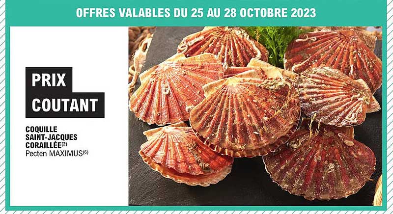 coquille saint-jacques coraillée