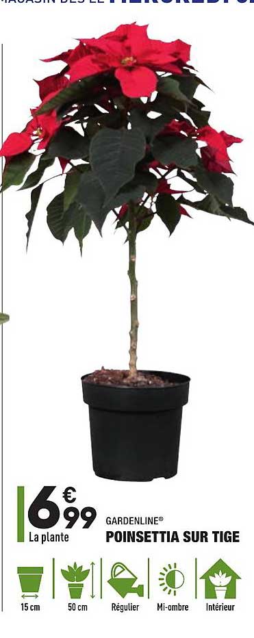 poinsettia sur tige gardenline