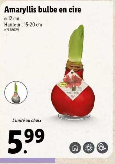 amaryllis bulbe en cire