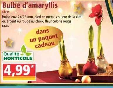 bulbe d'amaryllis ciré