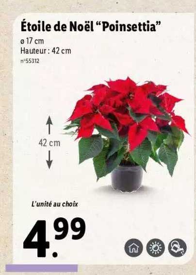 étoile de noël "poinsettia"