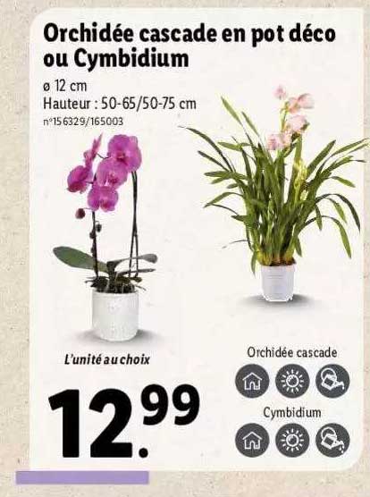 Orchidée Cascade En Pot Déco Ou Cymbidium