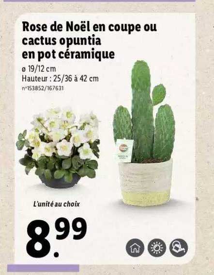 Promo Rose De Nol En Coupe Ou Cactus Opuntia En Pot Cramique chez Lidl -  iCatalogue.fr