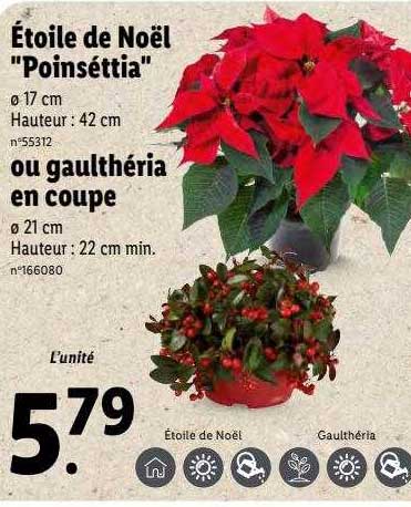 étoile de noël "poinséttia" ou gaulthéria en coupe