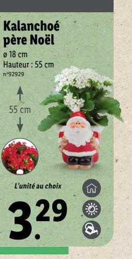 kalanchoé père noël