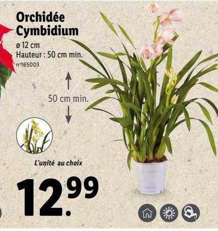 orchidée cymbidium
