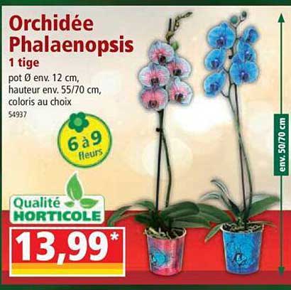 orchidée phalaenopsis 1 tige