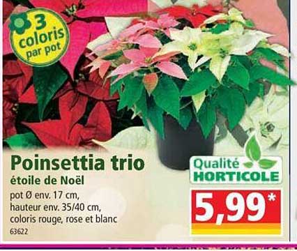 Poinsettia Trio étoile De Noël