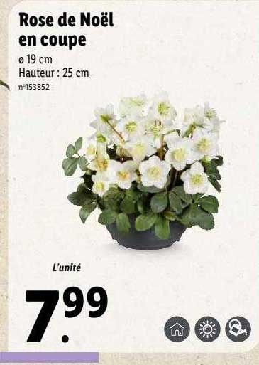 Rose De Noël En Coupe