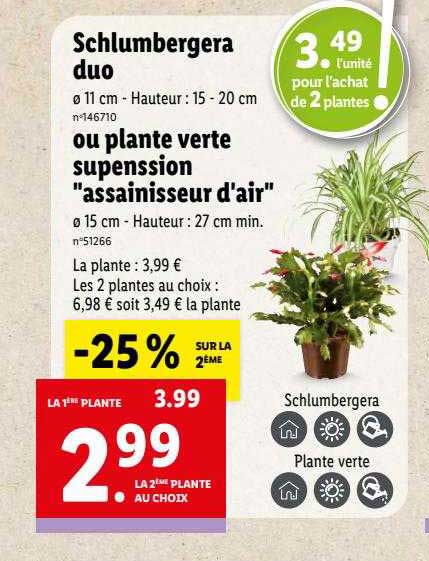 schlumbergera duo ou plante verte suspension "assainisseur d'air"
