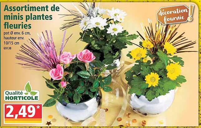 assortiment de mini plantes fleuries