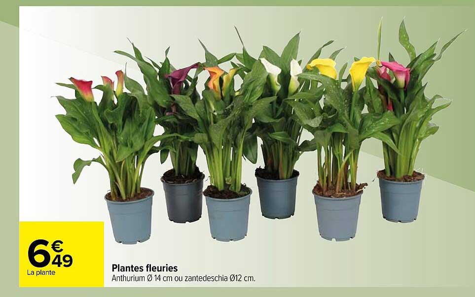 plantes fleuries