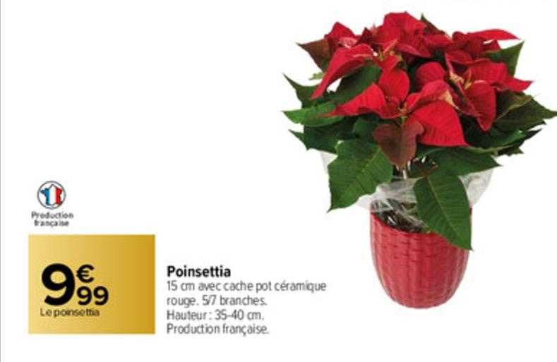 poinsettia