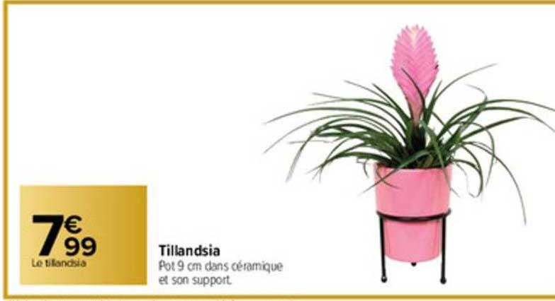 tillandsia