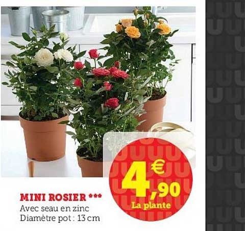 Mini Rosier
