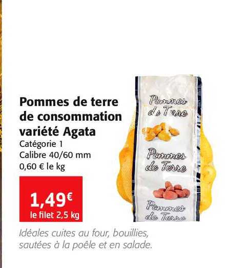 pommes de terre de consommation variété agata