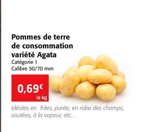 pommes de terre de consommation variété agata