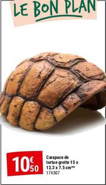 carapace de tortue grotte 15 x  12.3 x 7.5 cm