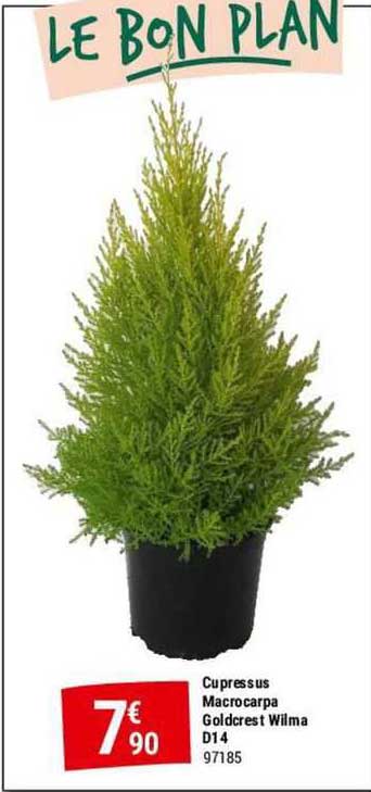 cupressus macrocarpa golderest wilma d14