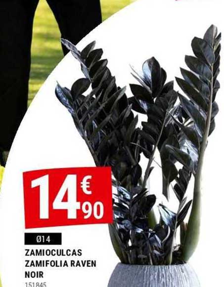 zamioculcas zamifolia raven noir