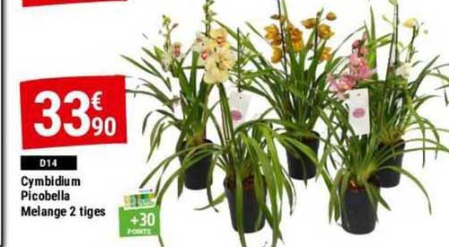 cymbidium picobella mélange 2 tiges
