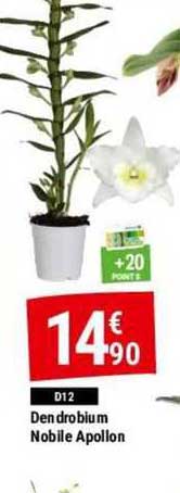 dendrobium nobile apollon