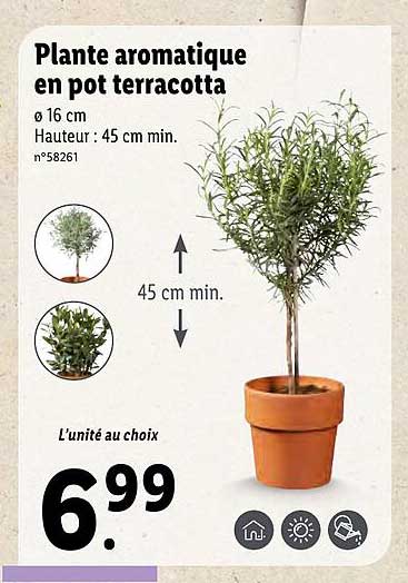 Plante Aromatique En Pot Terracotta