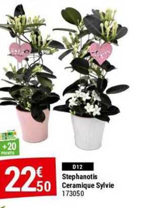 stephanotis céramique sylvie