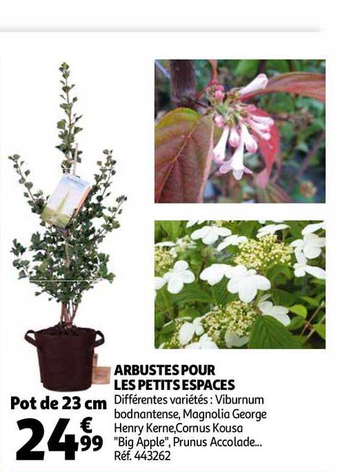 arbustes pour les petits espaces