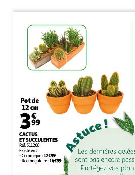 Cactus Et Succulentes