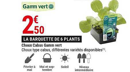 choux cabus gamm vert