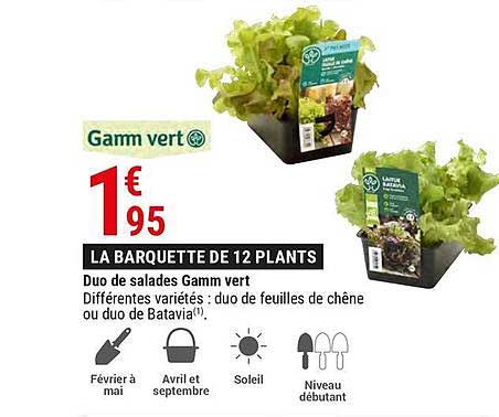 duo de salades gamm vert
