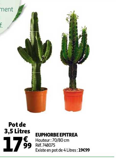 euphorbe epitrea