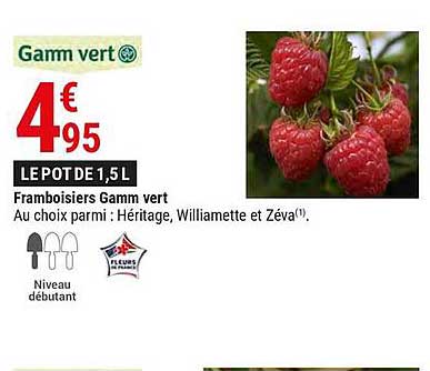 framboisiers gamm vert