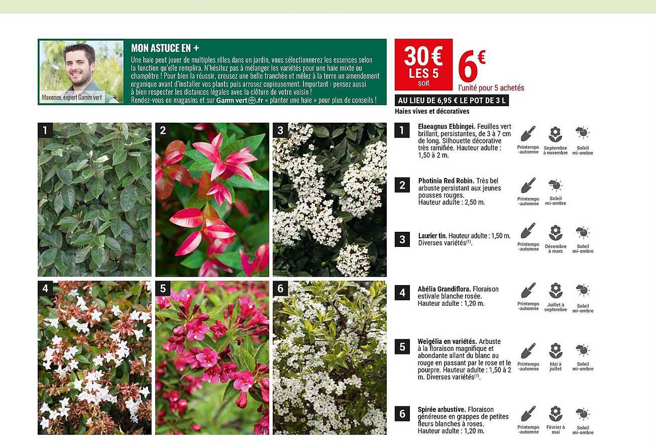 haies vives et décoratives