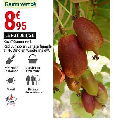 kiwaï gamm vert
