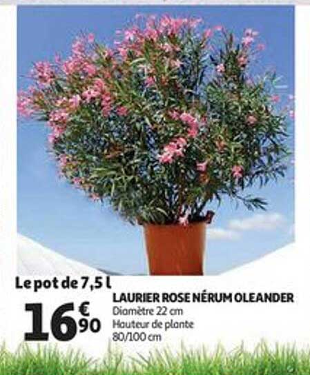 laurier rose nérum oleander