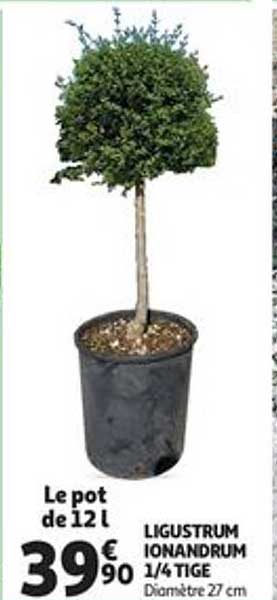 ligustrum ionandrum 1-4 tige