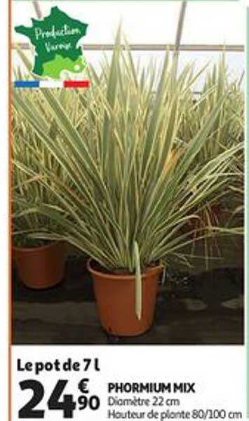phormium mix