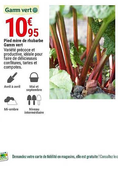 pied mère de rhubarbe gamm vert