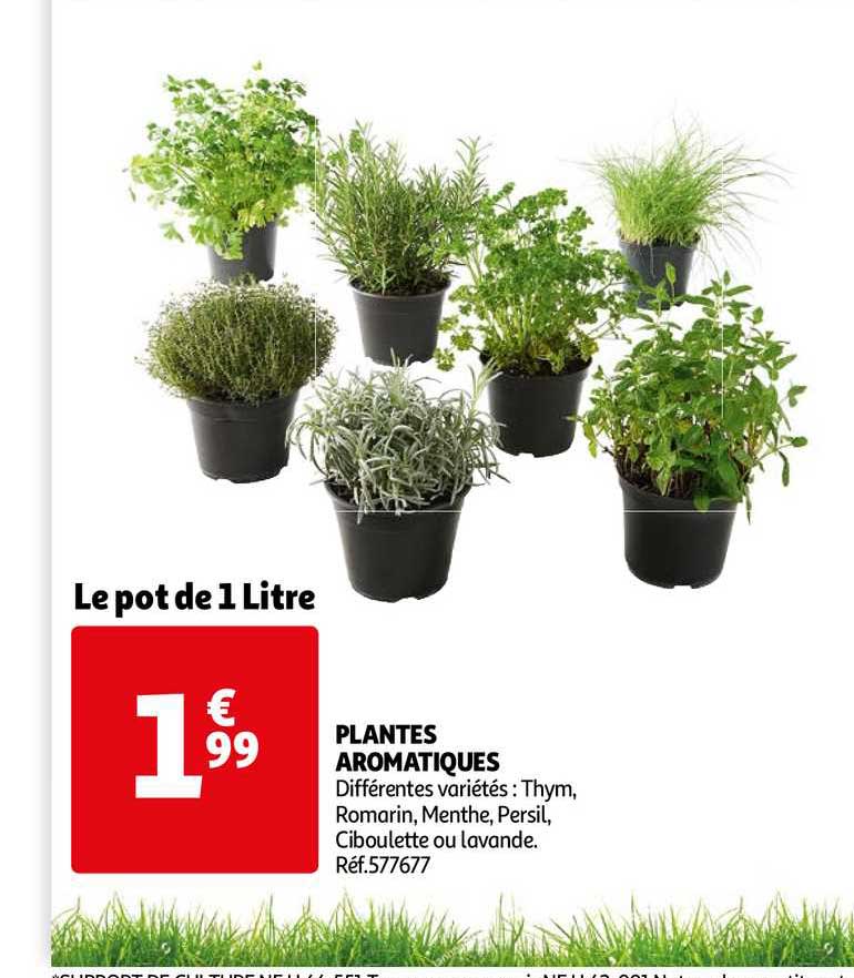 Plantes Aromatiques