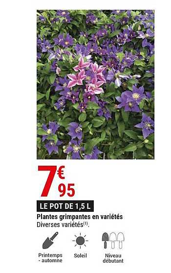 plantes grimpantes en variétés