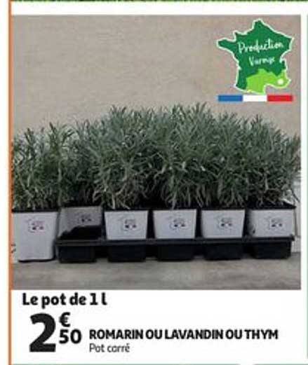 Romarin Ou Lavandin Ou Thym