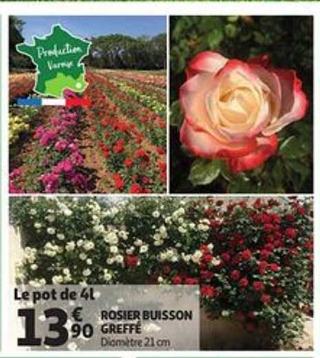 rosier buisson greffé