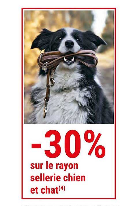 sellerie chien et chat