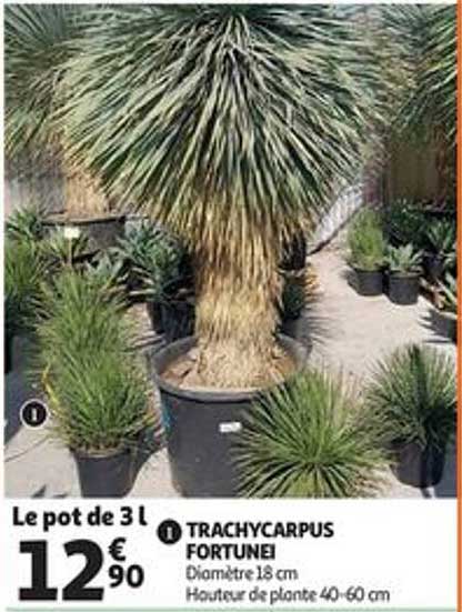 trachycarpus fortunei