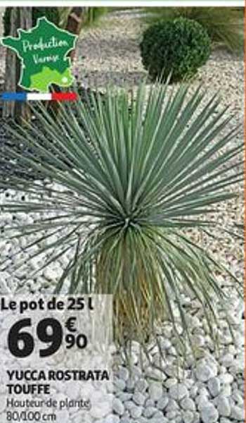 uycca rostrata touffe