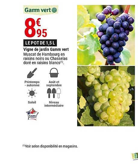 vigne de jardin gamm vert